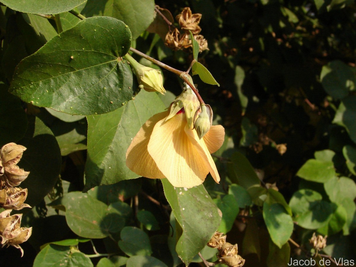 Hibiscus tiliaceus L.